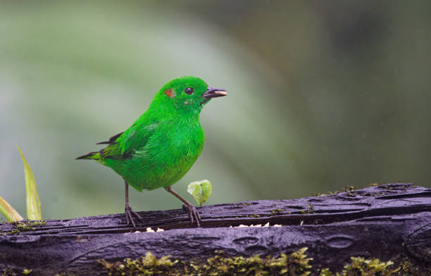 istock Glistening-green  Tanager 1486886327
