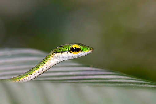 Parrot Snake in the rain forest at Sarapiqui  - Costa Rica