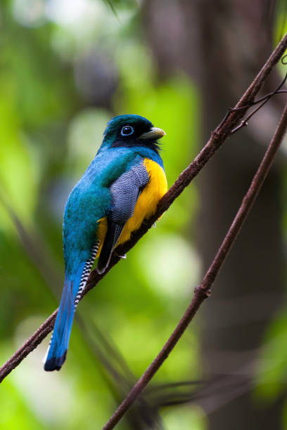 istock Violaceous Trogon inside a forest in Sarapiqui - Costa rica 1486886805