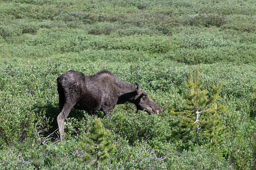 Moose cow grazing in high mountain meadow north of Rocky Mountain National Park in Colorado, USA, North America.