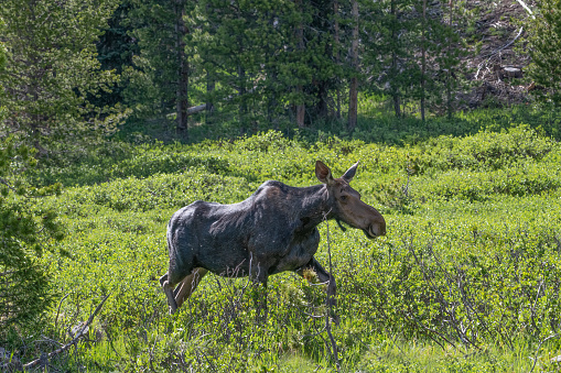 Moose cow walking in high mountain meadow north of Rocky Mountain National Park in Colorado, USA, North America.