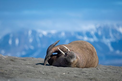 Walrus resting on a beach with mountains in the background - Svalbard