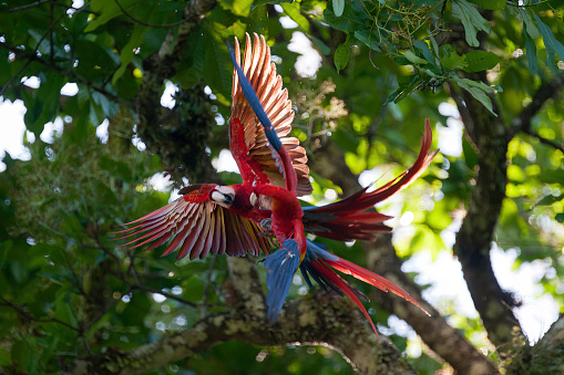 Scarlet Macaws playing between the trees at Carara National park - Costa RIca