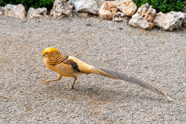 istock full body golden pheasant 1486888275