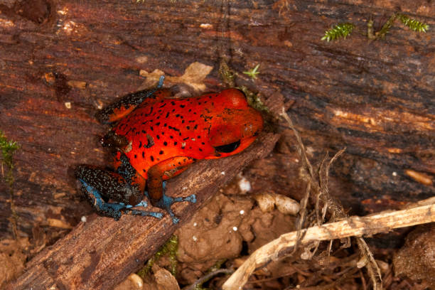 Poison Strawberry Dart Frog Blue Jeans Frog in a rain forset in the at Arenal Area - Costa Rica Poison Strawberry Dart Frog Blue Jeans Frog in a rain forset in the at Arenal Area - Costa Rica dendrobatidae stock pictures, royalty-free photos & images
