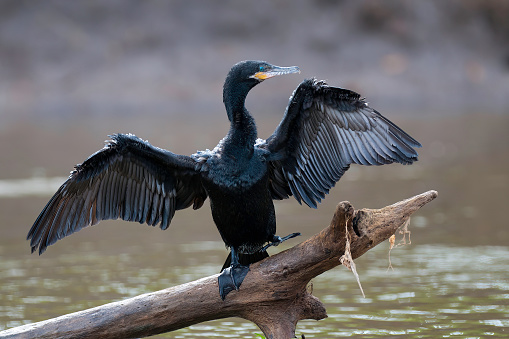 Cormorant drying on a river bank at Carara National Park - Costa Rica