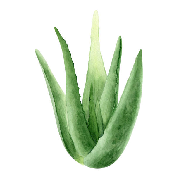 istock Aloe vera plant. Botanical succulent aloe. Watercolor illustration, hand-drawn. Isolated on white background. For packaging cosmetic, wrapping paper 1486889045