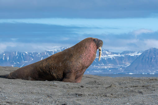 Walrus resting on a beach with mountains in the background - Svalbard