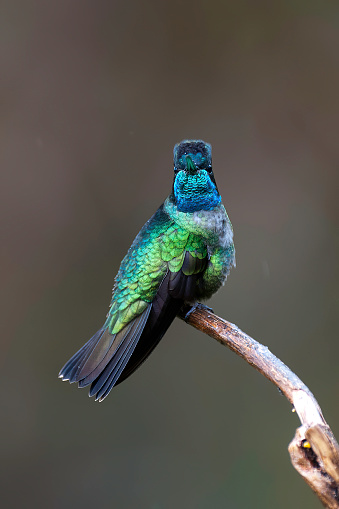 Magnificent Hummingbird Display in a forest at Savegre - Costa Rica