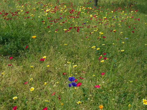 flowery field