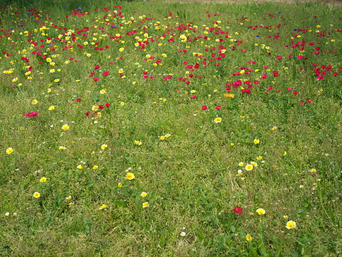 flowery field