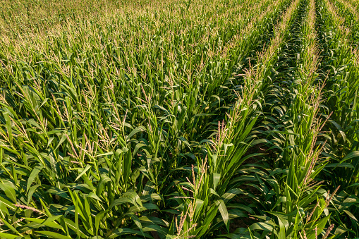 Agriculture. Leaves of corn seedling in sunny day. Corn plantation with green lush in field and farming of maize plants. Maize farm and harvest.