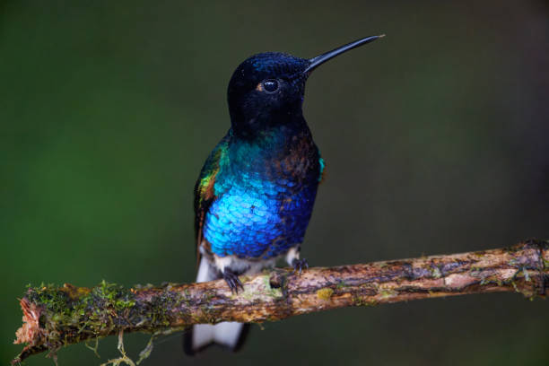 istock Velvet-purple Coronet Hummingbird 1486889793