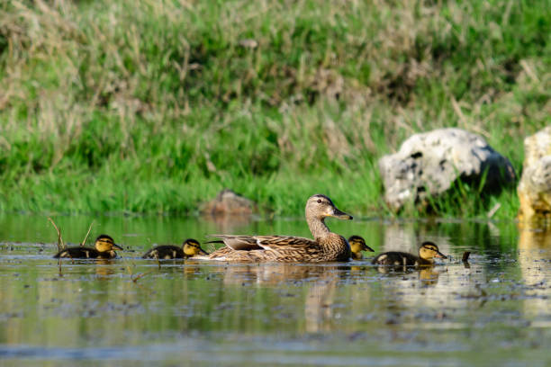 istock Mallard or wild duck Anas platyrhynchos. A bird with chicks on the pond 1486890129