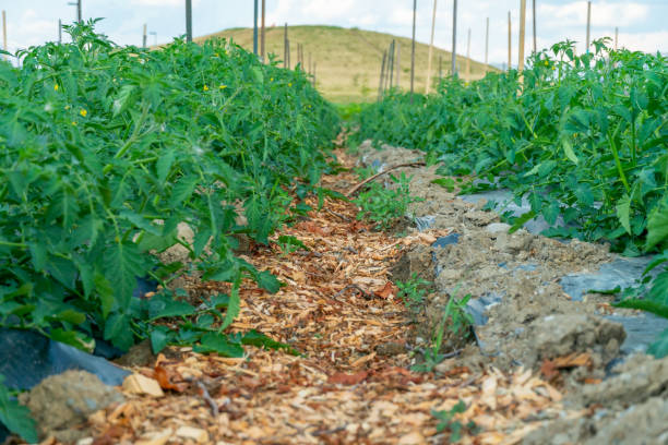 Urban gardening soil for vegetables food farming. City small urbanized farm for growing organic veggies in the city. Agriculture of hand grown food concept. Self sustained system of gardening. suelo de jardinería urbana para la agricultura de hortalizas y alimentos. pequeña granja urbanizada de la ciudad para cultivar verduras orgánicas en la ciudad. concepto de agricultura de alimentos cultivados a mano. sistema autosostenido de jardinería.