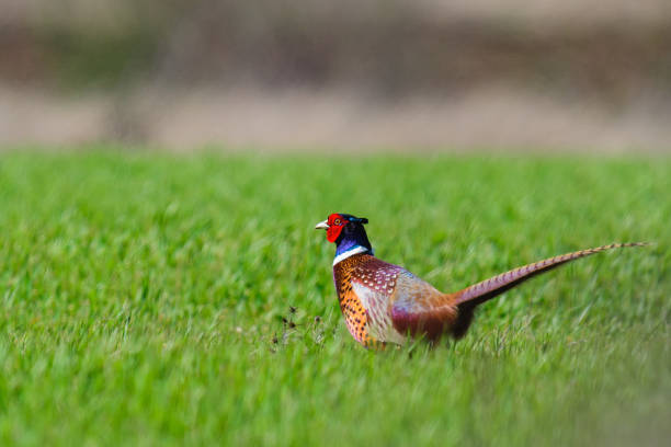 istock Ringneck Pheasant, Phasianus colchicus in the habitat 1486890158