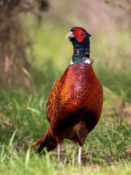 Photo of Ringneck Pheasant, Phasianus colchicus in the habitat