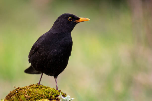 istock Common blackbird Turdus merula in the wild 1486890706