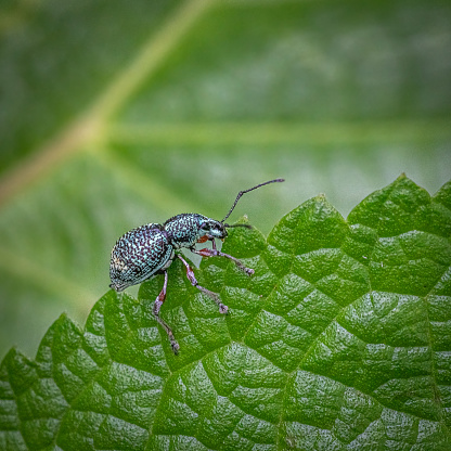 A Weevil beetle walk on a leave while waiting for prey.