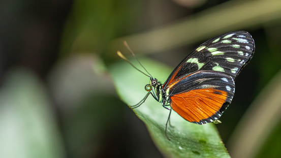 Blue tiger butterfly or Danaid Tirumala limniace on an orange Cosmos flower.