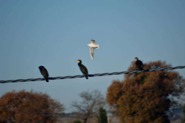 cormorants at rest and seagull flying