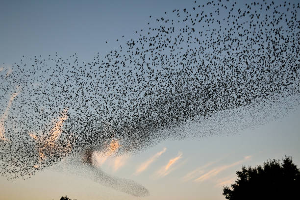 istock Flying flock of starlings 1486891263