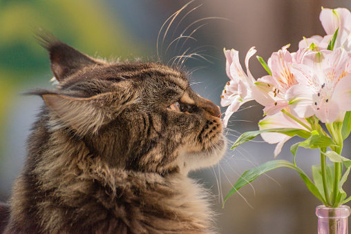 Maine Coon and bouquet of Peruvian lily alstroemeria