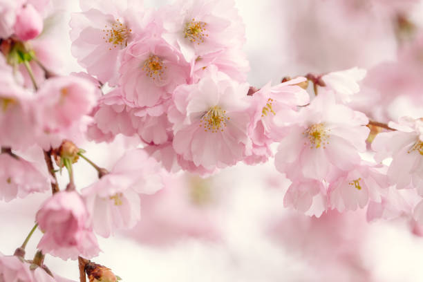 Cherryblossom flowers