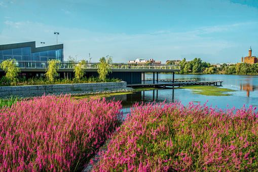 hickets of pink astilba flowers in Kazan in a new park on Nizhny Kaban Lake: the beauty of nature in Tatarstan. Red brick mosque to the right