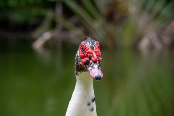 istock Muscovy duck, Cairina moschata, resting against a lake, Mauritius 1486893336