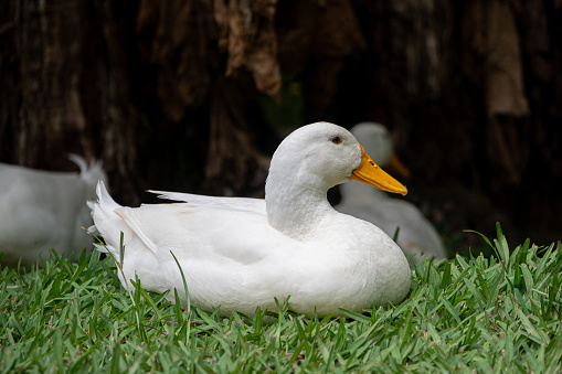 Red-Breasted Goose in St. James Park