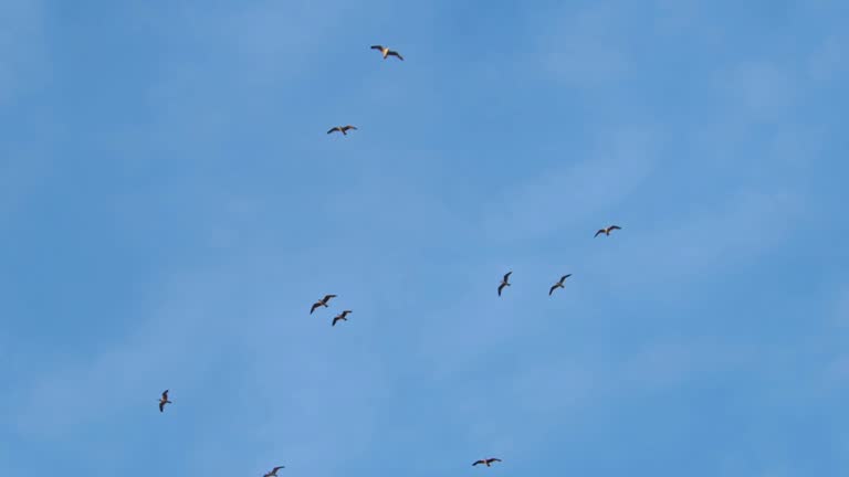 Seagull Wings Soaring in the Sky