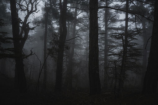 Woodland in fog. Dark misty forest and trees silhouettes covered with fog