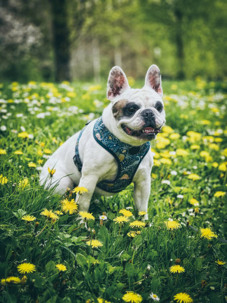 istock Frenchie dog playing wildflower field 1486899744