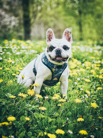 French Bulldog in  in blooming meadow