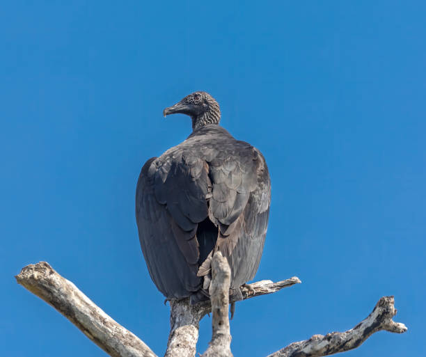 istock Black vulture perch near the parking. 1486900320