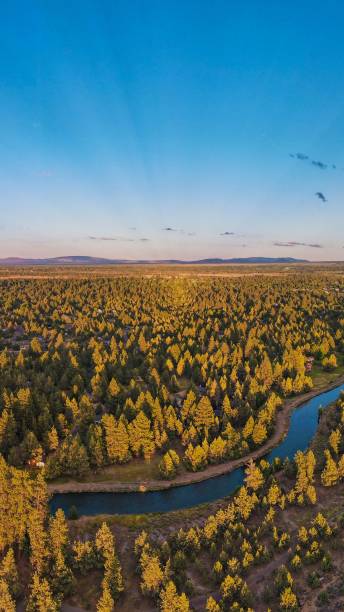 istock Tranquil river meandering through a lush forest, with vegetation and foliage 1486900965