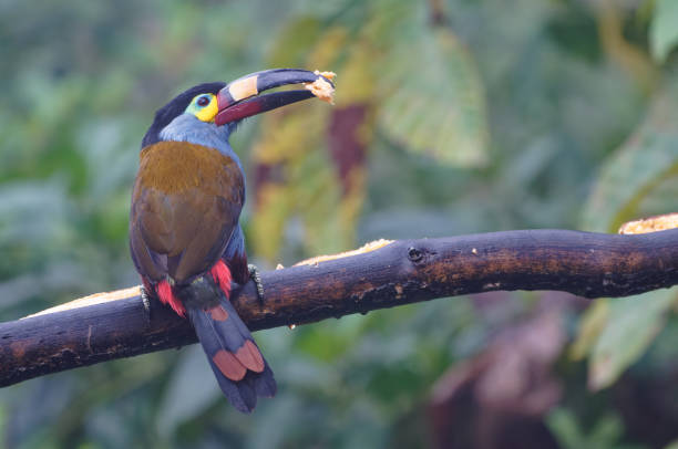istock Plate-billed Mountain Toucan 1486901676