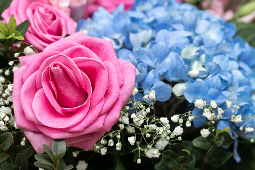bouquet of fresh Pink roses, blue Hortensia and gypsophila. Floral Background. Invitation or postcard concept. Close-up