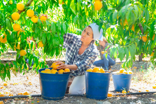 istock Asian woman gardener picking peaches from tree at orchard 1486902252
