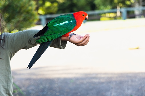 The Australian king parrot. Scientific Name: Alisterus scapularis