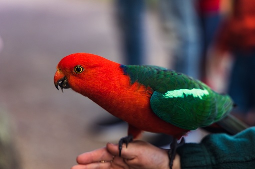 The Australian king parrot. Scientific Name: Alisterus scapularis