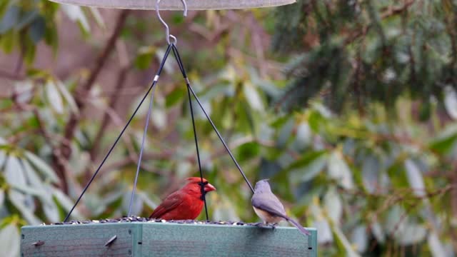 American Cardinal, Bluebird, and Finch at Flat Bird Feeder Eating Seed