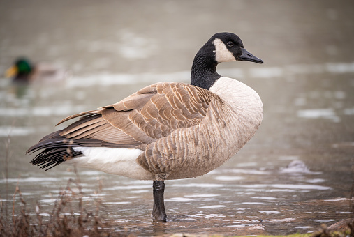 The Canada goose (Branta canadensis) is a large goose with a black head and neck, white cheeks, white under its chin, and a brown body.  It is native to the arctic and temperate regions of North America.  This goose is standing by a pond at Kachina Wetland near Kachina Village, Arizona, USA.