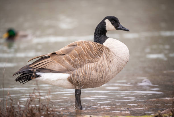 Bird posing Canadian geese are an iconic species of waterfowl that are instantly recognizable with their distinctive markings and honking calls. In flight, their wingspan can be truly breathtaking, and their synchronized formation is a sight to behold. Their brownish-gray plumage is complemented by striking white patches on their faces and necks, creating a striking contrast that is enhanced by the soft, early morning light in this photograph. The geese are captured in motion, with their wings extended in a powerful and graceful arc. The shallow depth of field blurs the background, adding to the sense of motion and highlighting the details of the geese in flight. The overall effect is one of freedom, strength, and beauty in the natural world. canada goose stock pictures, royalty-free photos & images