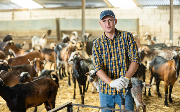 istock Experienced livestock farm worker standing in goat stall 1486904325