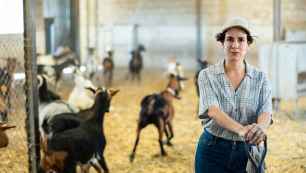 istock Successful Hispanic woman breeder posing in barn with goats 1486904354