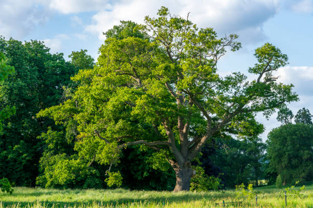 古代イギリスの樫の木 - suffolk east anglia rural scene non urban scene ストックフォトと画像