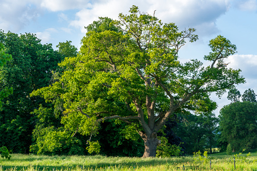 Serene charm of England's countryside, an ancient oak tree, timeless old trees and picturesque landscapes.