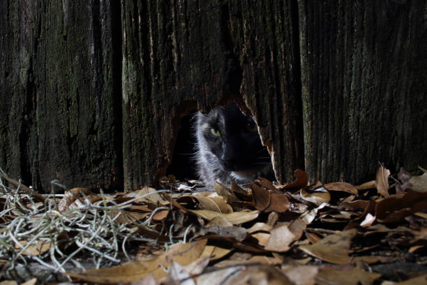 A domestic cat looking through a hole in an old dark weathered fence with dead oak leaves in the foreground